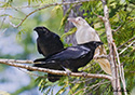 Corvus corax